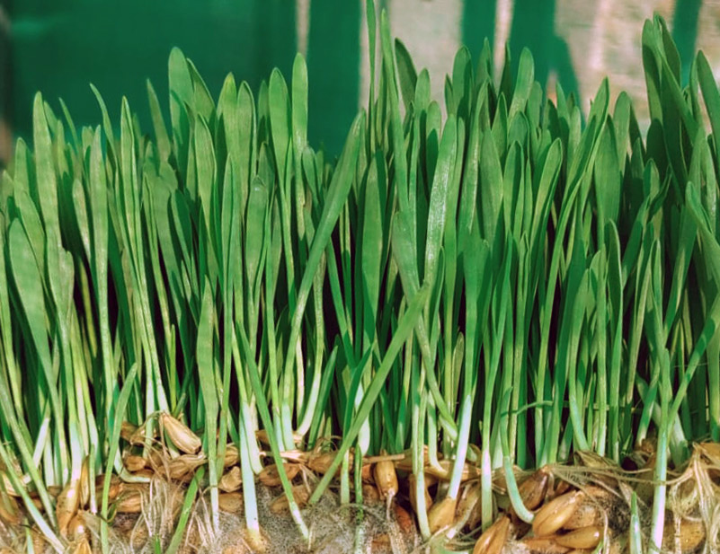 Organic barley grass